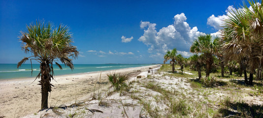 Caladesi island, Florida, USA - July 27, 2018: Beach and palms in Caladesi Island in Florida