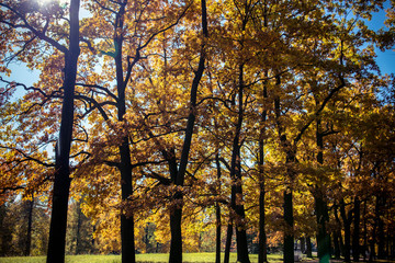 autumn trees and leaves in the park