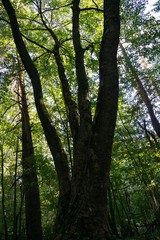 Fototapeta premium Trees in the forest. Slovakia