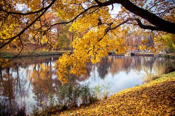 Naklejka na ściany i meble autumn trees and leaves in a park overlooking the lake