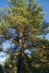 Trees in the forest. Slovakia