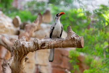 Tropical bird on a thick branch