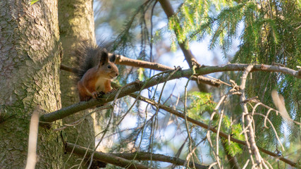 Obraz premium Squirrel climbing on trees.