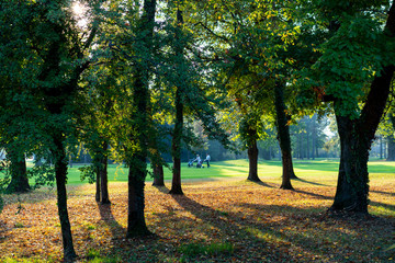 Fototapeta premium Trees in the park
