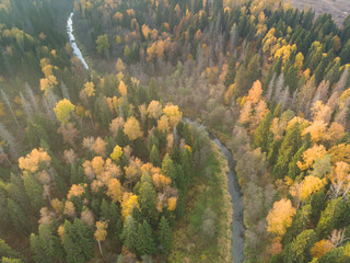 Fototapeta na wymiar Autumn forest from a bird's-eye view