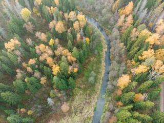 Autumn forest from a bird's-eye view