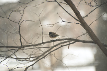 Pretty little bird sitting on a redbud branch in the snow for a book cover or holiday card