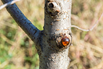 cherry tree glue disease in cherry fruit tree