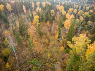Naklejka na ściany i meble Autumn forest from a bird's-eye view