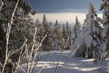 Snow-covered pine forest in the highlands.
