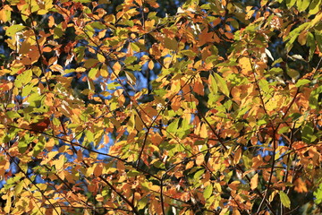 Orange Autumn leaves against the blue sky