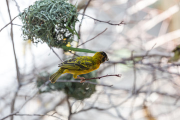 Yellow bird with black head on a twig with nests visible above and behind