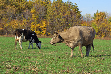 cows in a field