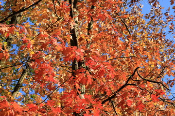 Orange Autumn leaves against the blue sky