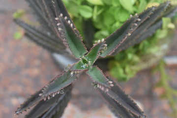 Planta