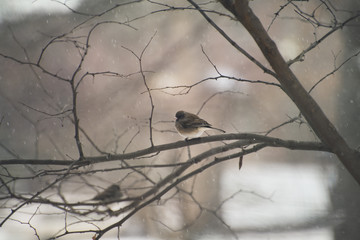 Pretty little bird sitting on a redbud branch in the snow for a book cover or holiday card