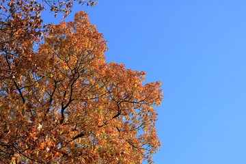 Orange Autumn leaves against the blue sky
