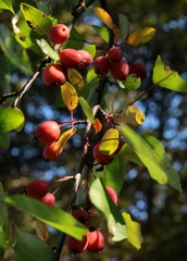 red berries of dogberry tree in park
