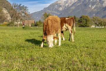 Kuh beim Weiden auf einer Wiese in Gsteigwiler im Berner Oberland Schweiz