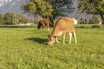 Kuh beim fressen auf der Weide in Gsteigwiler im Berner Oberland Schweiz