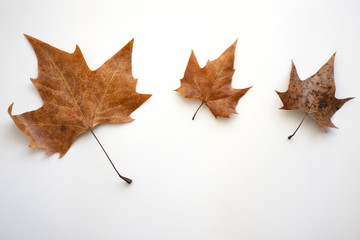 Fondo de otoño. Hojas sobre fondo blanco