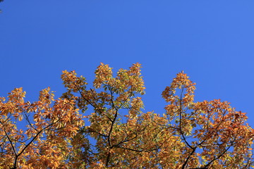 Orange Autumn leaves against the blue sky