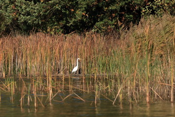 White egret in an pond in the reed