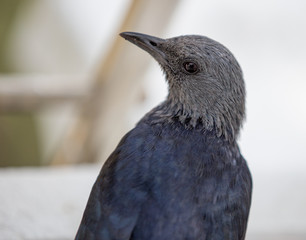 South Africa Birds