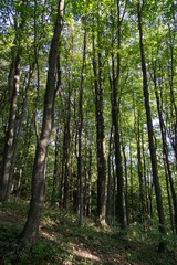 Trees in the forest. Slovakia