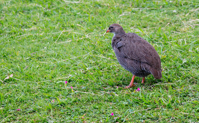 South Africa Birds