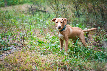 Jack Russell on a walk in the autumn Park