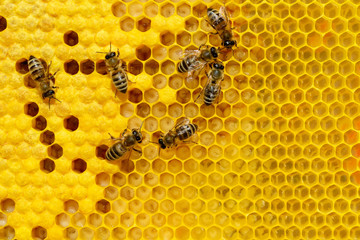 Bees on a cell with larvae. Bees Broods. - Powered by Adobe