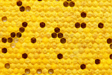 Cell with bee larvae. Bees Broods. Concept of beekeeping.