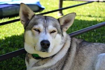 Pies husky heterochromia portret © Sara