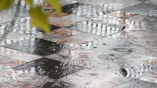 foglie sotto la pioggia