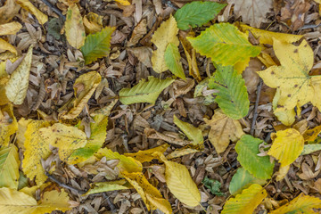 New and old leaves