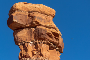 Bird with orange butte and monument in Valley of the Gods in Southeast Utah