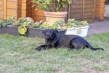 Kleiner Schwarzer Hund kaut einen Knochen 