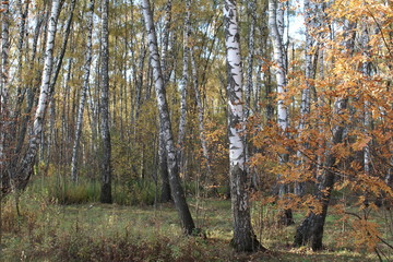 forest in autumn
