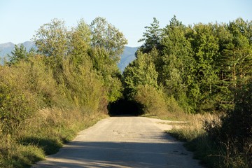 Magic trees and paths in the forest and on meadow. Slovakia