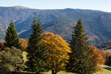 Herbstlicher Schwarzwald mit Blick auf den Feldberg