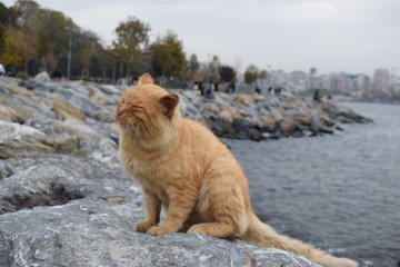 street animals in city life