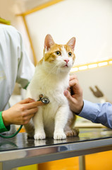 Cute domestic cat standing on vet table, examination concept