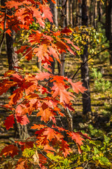 The red oak (Quercus rubra)