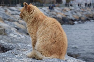 Fototapeta premium street animals in city life