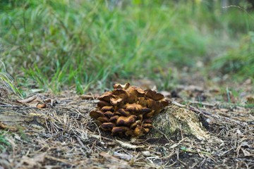 Wild mushrooms in the woods. Slovakia