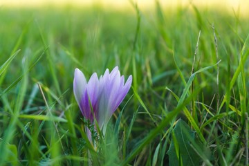Purple crocus flower in the grass. Slovakia