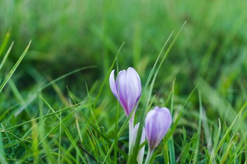 Purple crocus flower in the grass. Slovakia