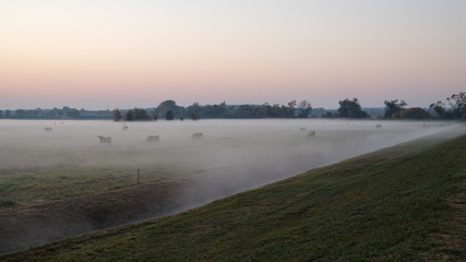 Rinder grasen auf den von Bodennebel bedeckten Wiesen und Feldern