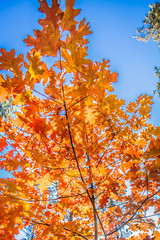 The red oak (Quercus rubra)